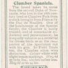 Clumber Spaniels