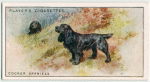 Cocker Spaniels