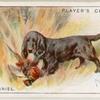 Field Spaniel