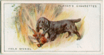 Field Spaniel