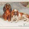 King Charles Spaniels