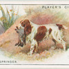 English Springer