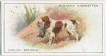 English Springer