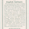 English Springer