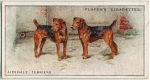 Airedale Terriers