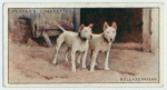 Bull-Terriers