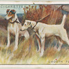 Smooth Fox-Terriers