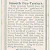 Smooth Fox-Terriers