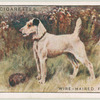Wire-Haired Fox-Terrier