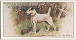 Wire-Haired Fox-Terrier