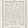 Wire-Haired Fox-Terrier
