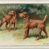 Irish Terriers