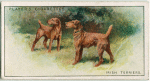 Irish Terriers