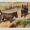 Scottish Terriers