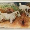 Sealyham Terriers