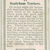 Sealyham Terriers