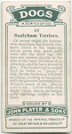 Sealyham Terriers
