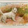 West Highland White Terrier