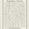 Yorkshire Terrier
