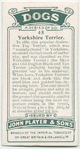 Yorkshire Terrier