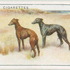 Whippets