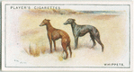 Whippets