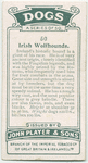 Irish Wolfhounds