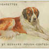 Rough-coated St. Bernard.