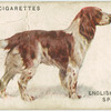 English Springer Spaniel.