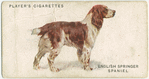 English Springer Spaniel.