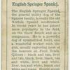 English Springer Spaniel.