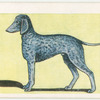 Bedlington Terrier.