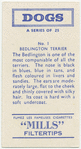 Bedlington Terrier.