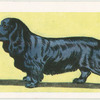 Field Spaniel.