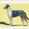 Smooth Collies.