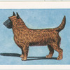 Cairn Terrier.