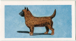 Cairn Terrier.