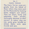 Cairn Terrier.