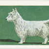 West Highland White Terrier.