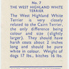 West Highland White Terrier.
