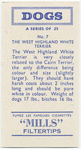 West Highland White Terrier.