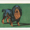 King Charles Spaniel.