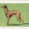 Whippet.