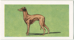 Whippet.