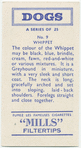 Whippet.