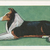 Rough-coated Collie.