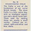 Rough-coated Collie.