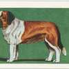 St. Bernard.