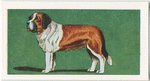 St. Bernard.