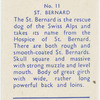 St. Bernard.